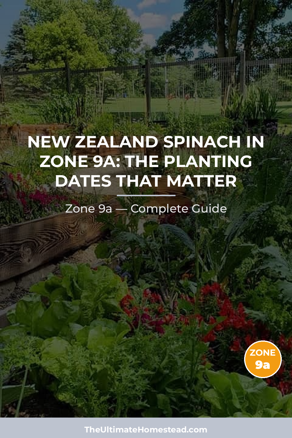 When to Plant New Zealand Spinach in Zone 9a