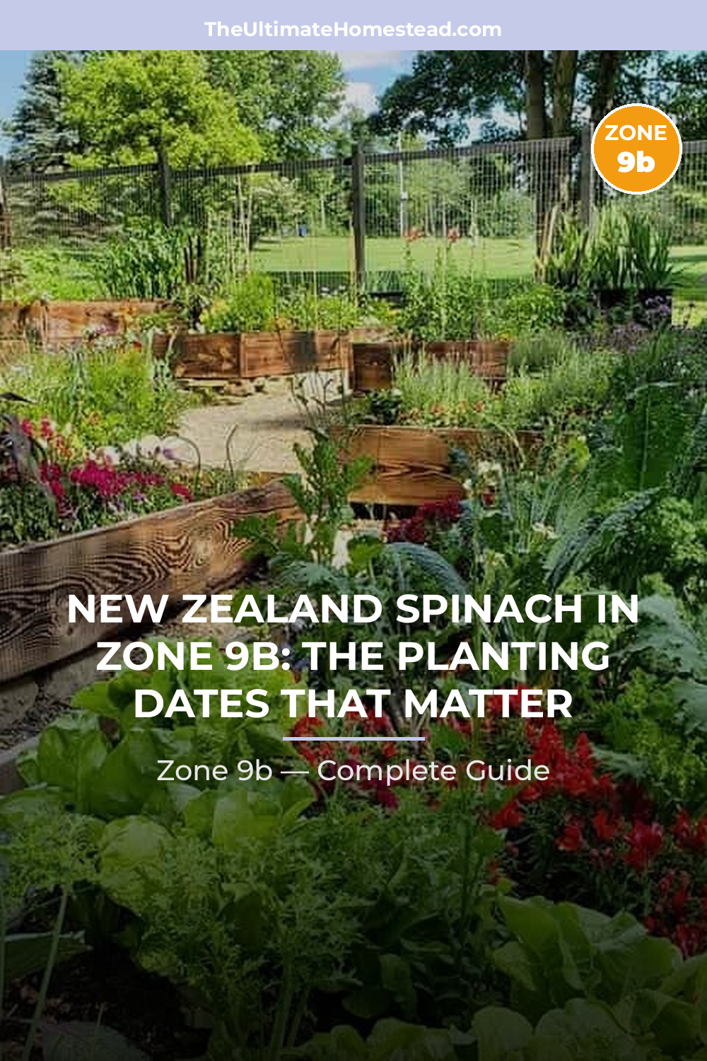 When to Plant New Zealand Spinach in Zone 9b