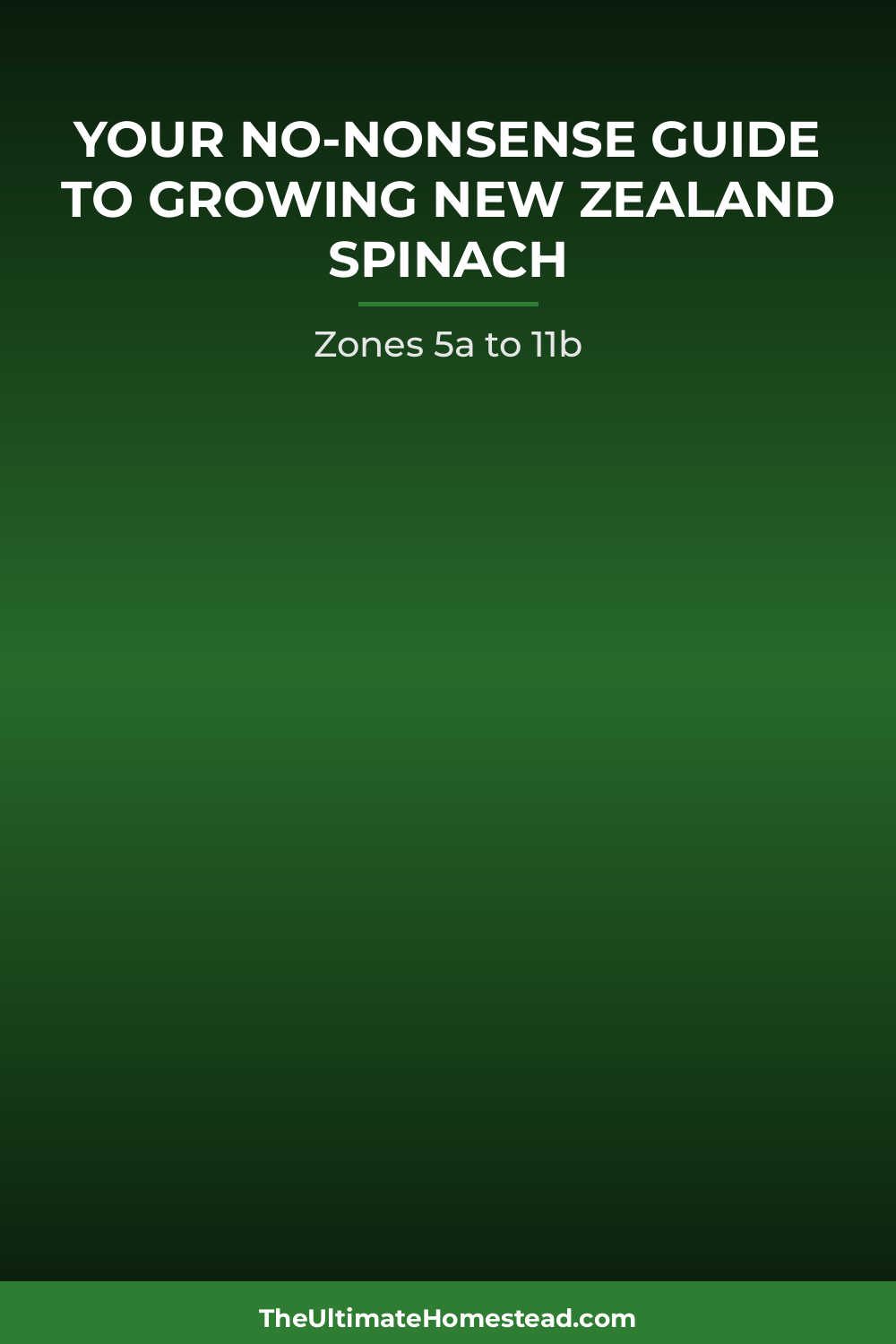 New Zealand Spinach Planting Guide