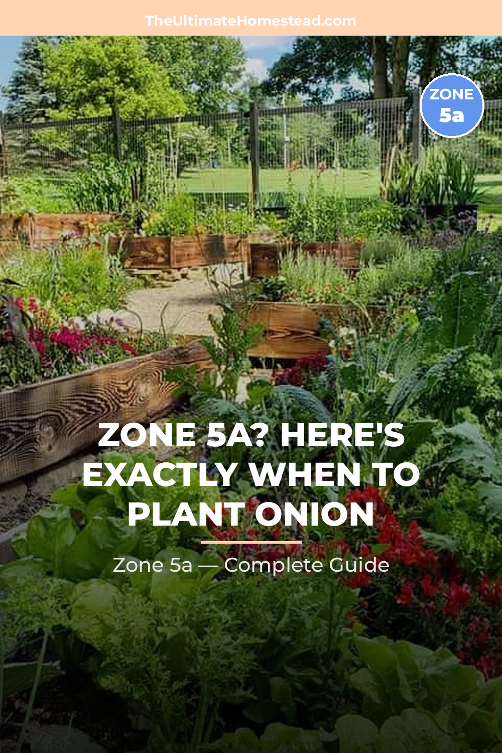 When to Plant Onion in Zone 5a