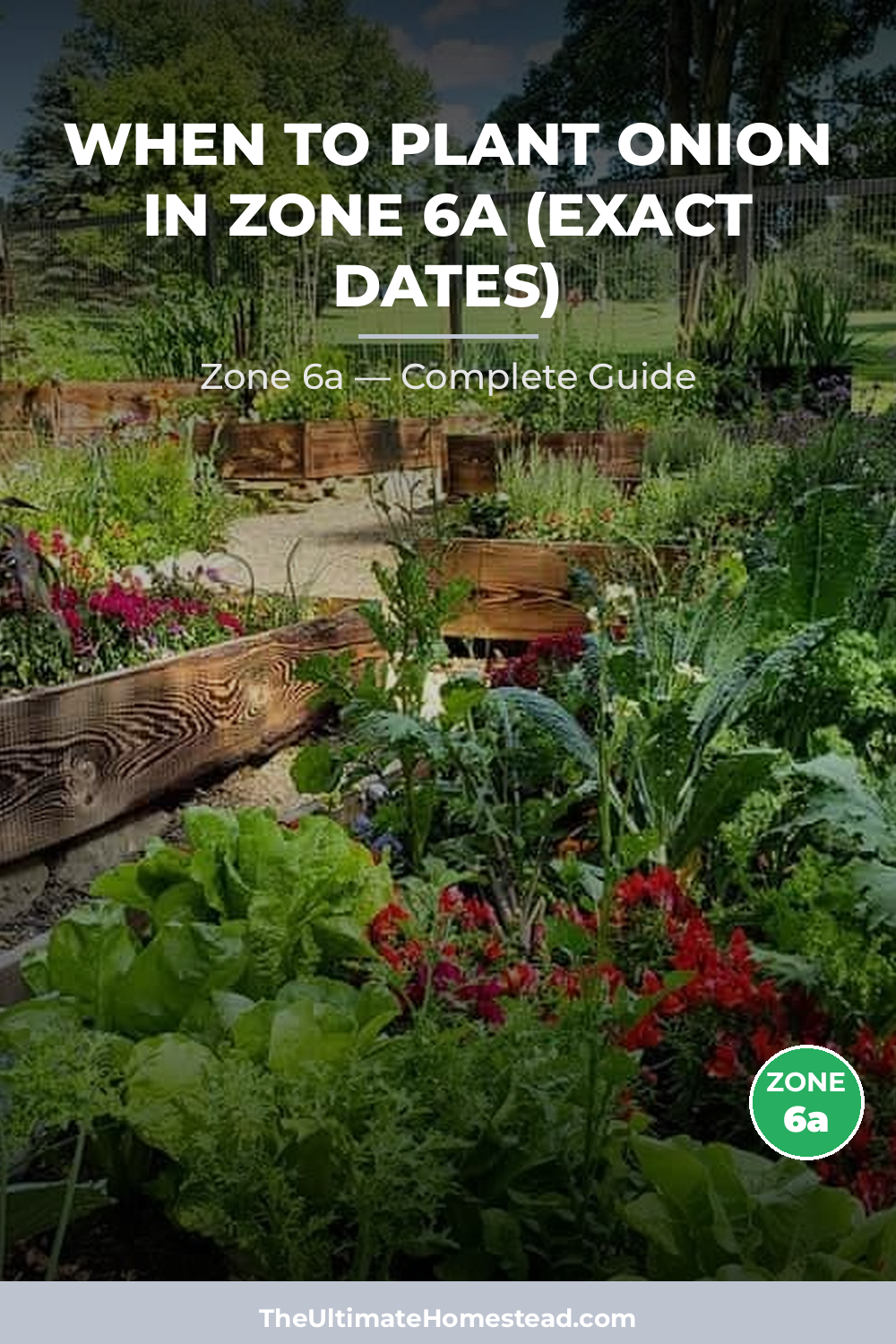 When to Plant Onion in Zone 6a