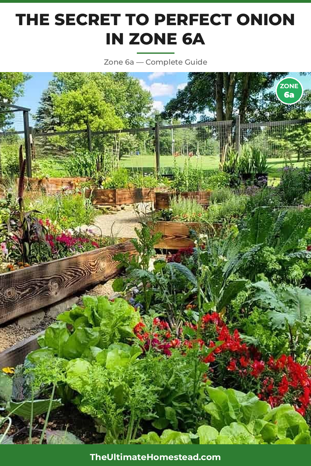 When to Plant Onion in Zone 6a