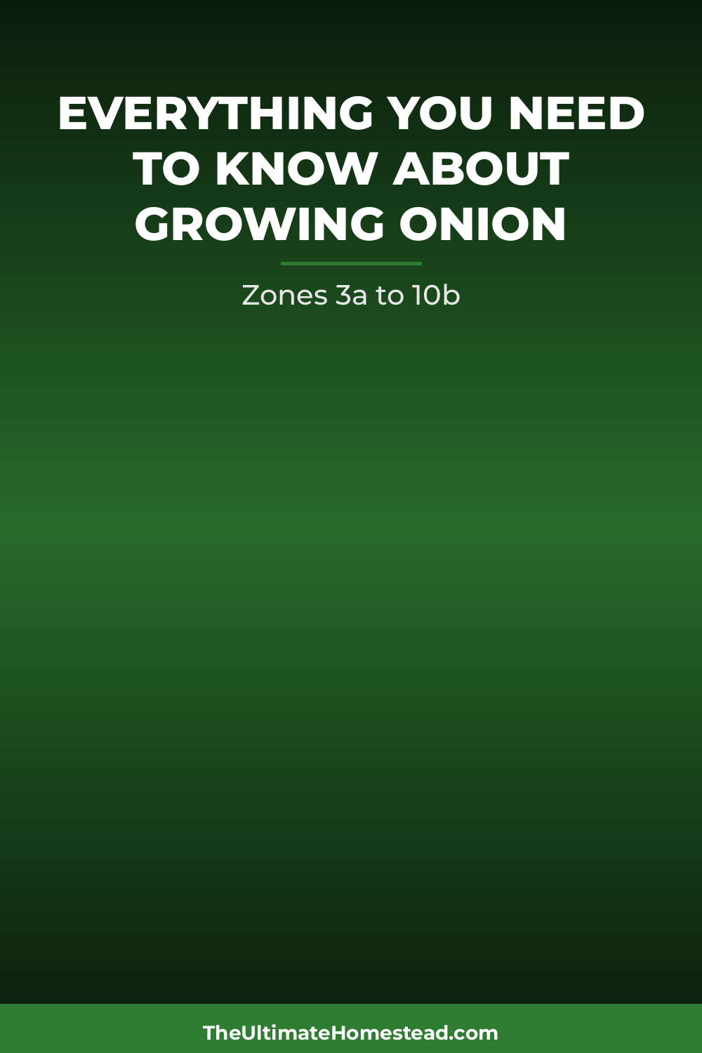 Onion Planting Guide