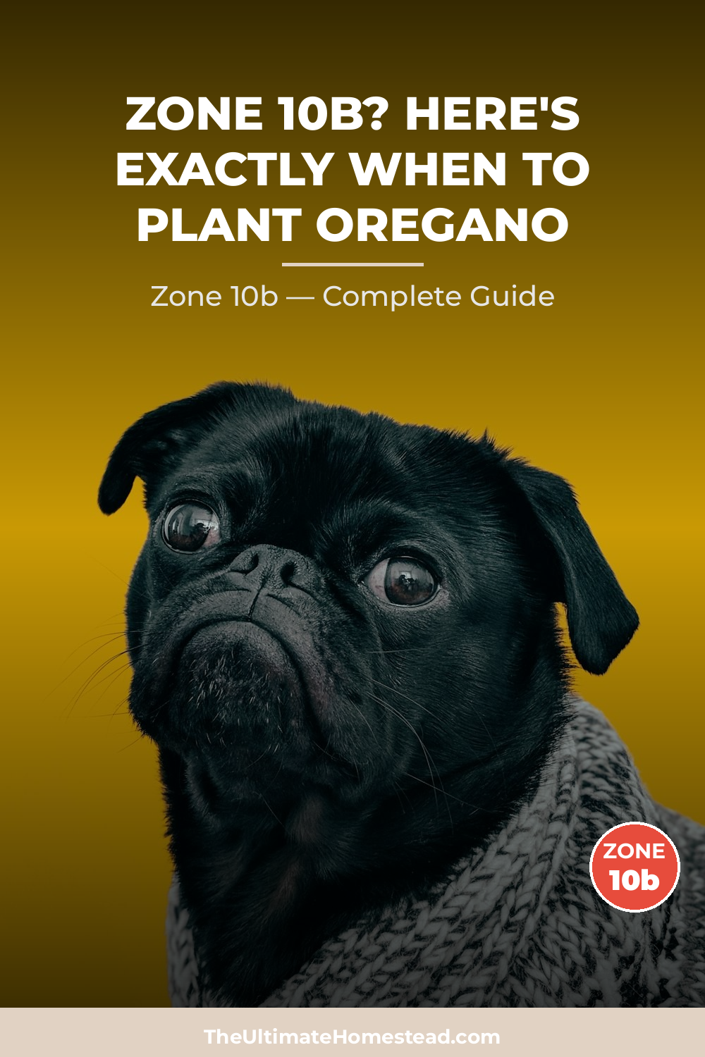 When to Plant Oregano in Zone 10b