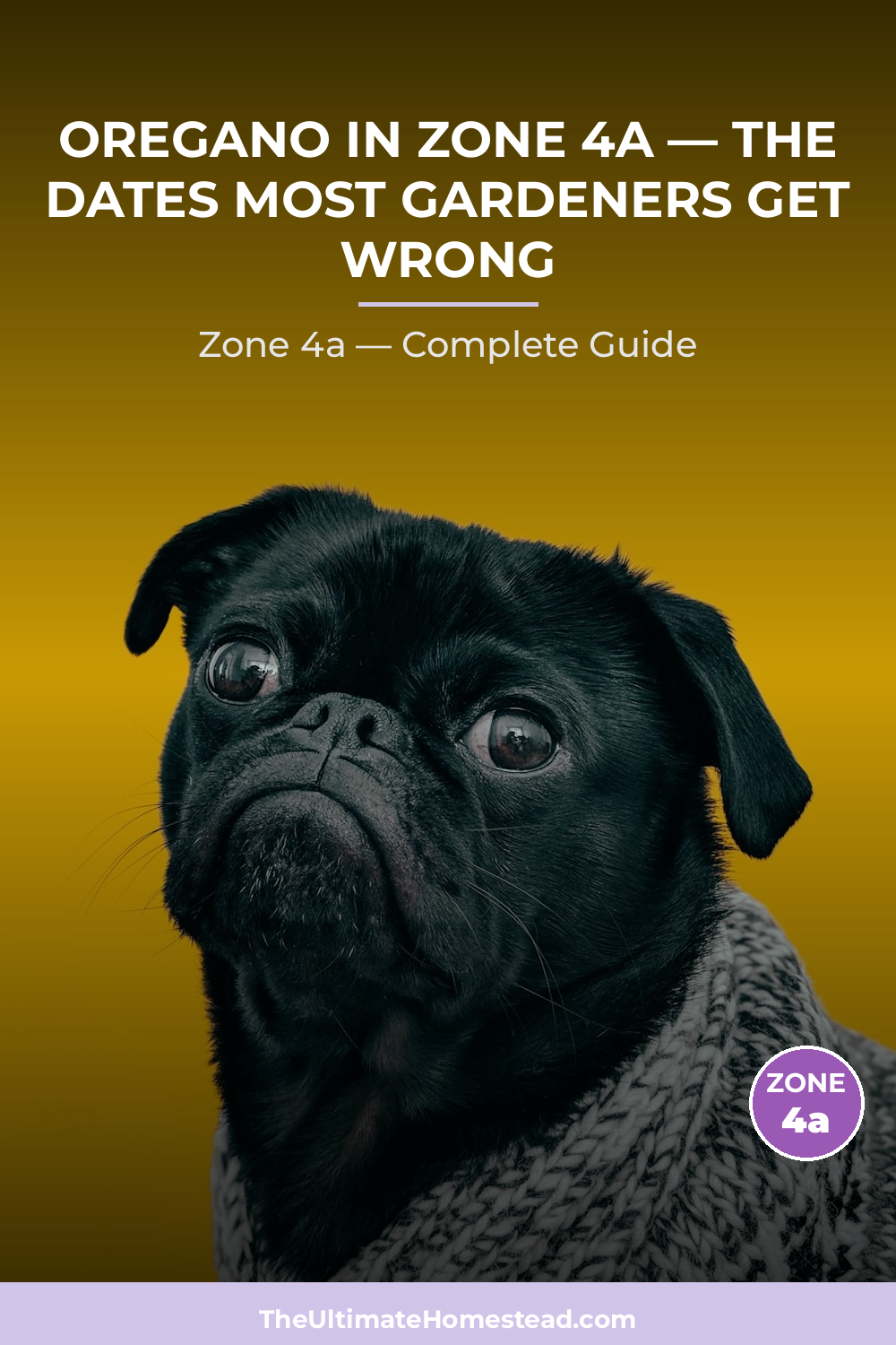 When to Plant Oregano in Zone 4a