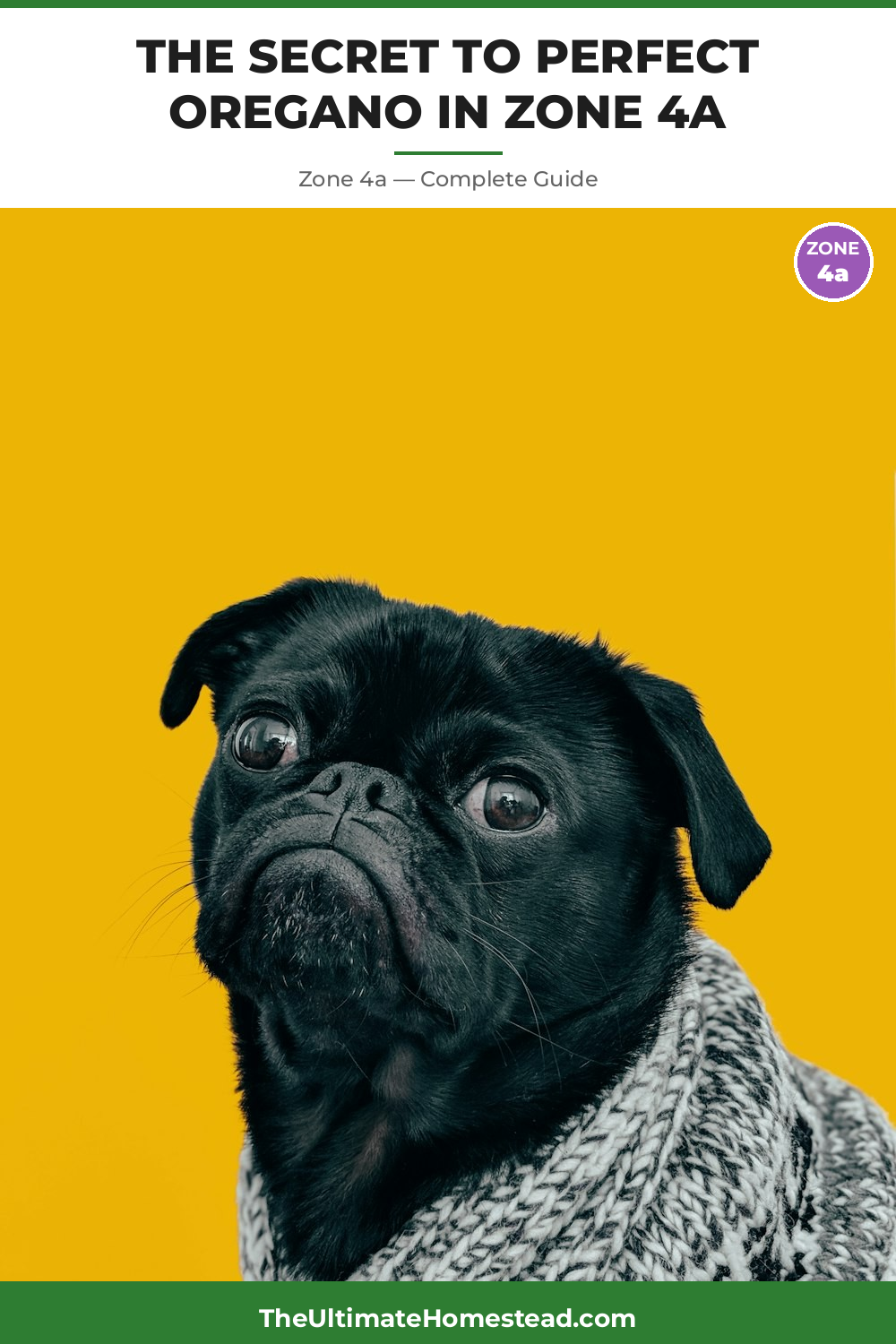 When to Plant Oregano in Zone 4a