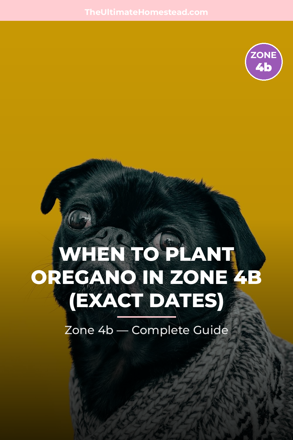 When to Plant Oregano in Zone 4b