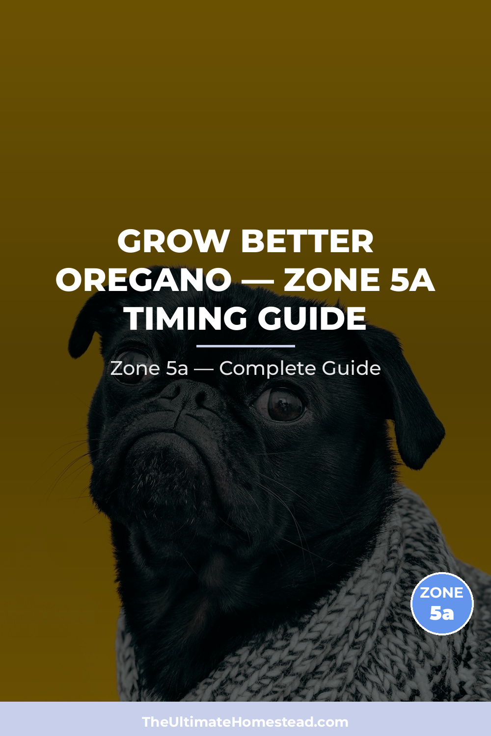 When to Plant Oregano in Zone 5a