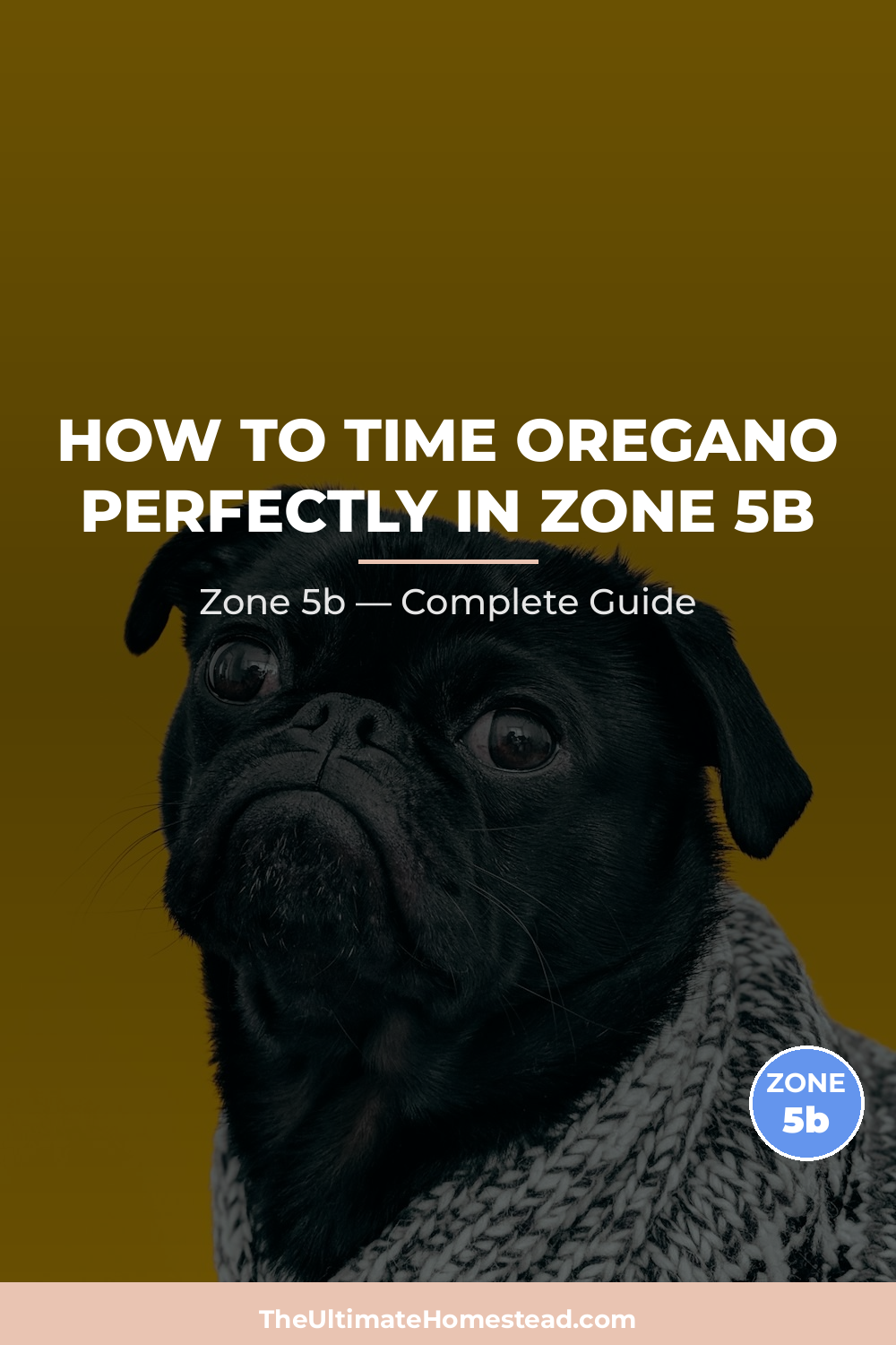 When to Plant Oregano in Zone 5b