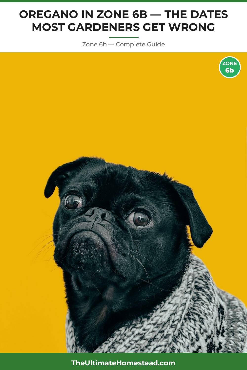 When to Plant Oregano in Zone 6b