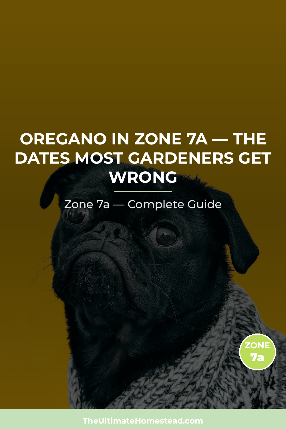 When to Plant Oregano in Zone 7a