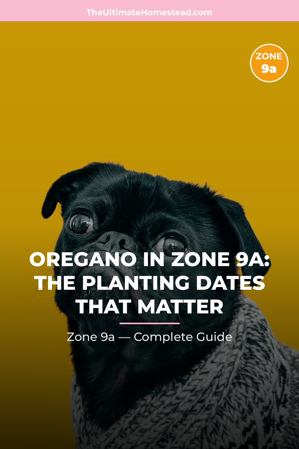 When to Plant Oregano in Zone 9a