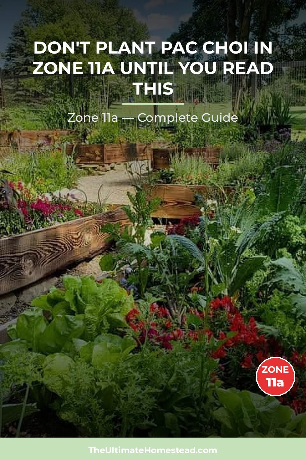 When to Plant Pac Choi in Zone 11a