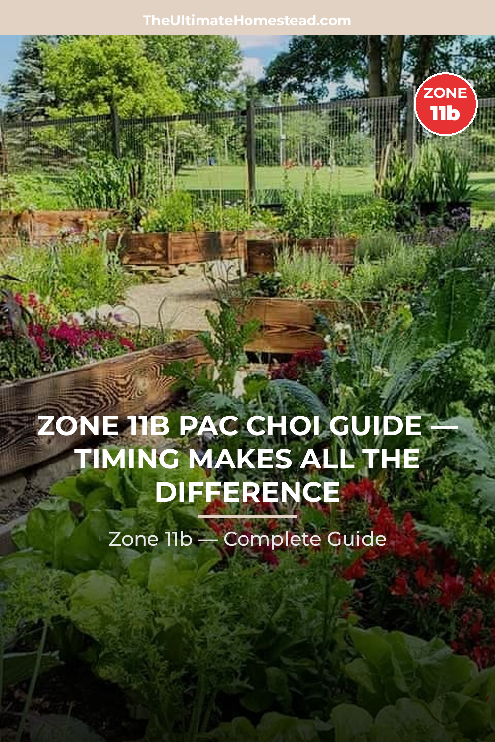 When to Plant Pac Choi in Zone 11b