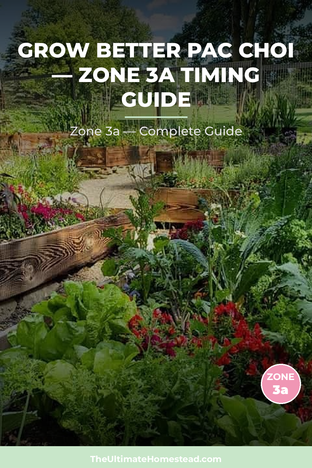 When to Plant Pac Choi in Zone 3a