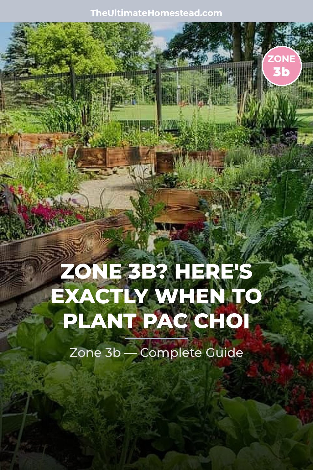When to Plant Pac Choi in Zone 3b