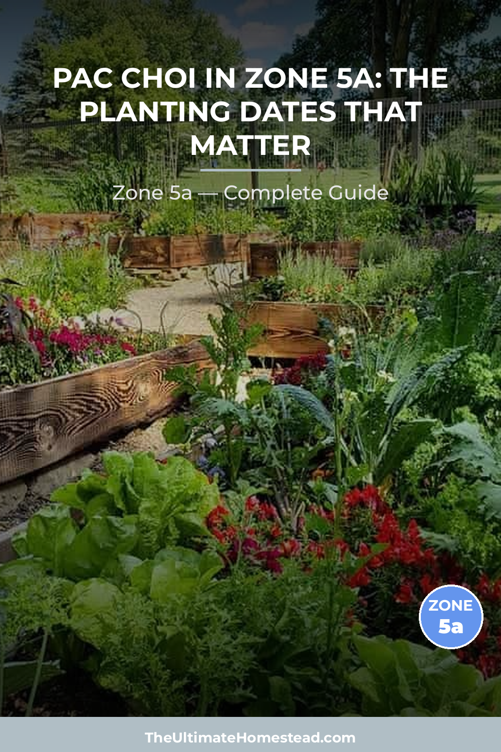 When to Plant Pac Choi in Zone 5a