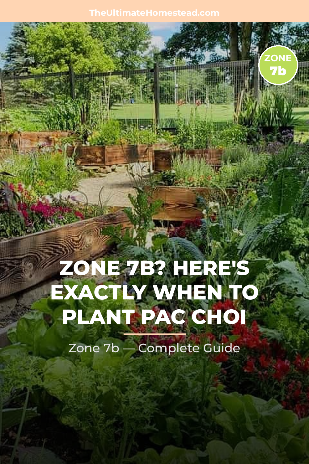 When to Plant Pac Choi in Zone 7b