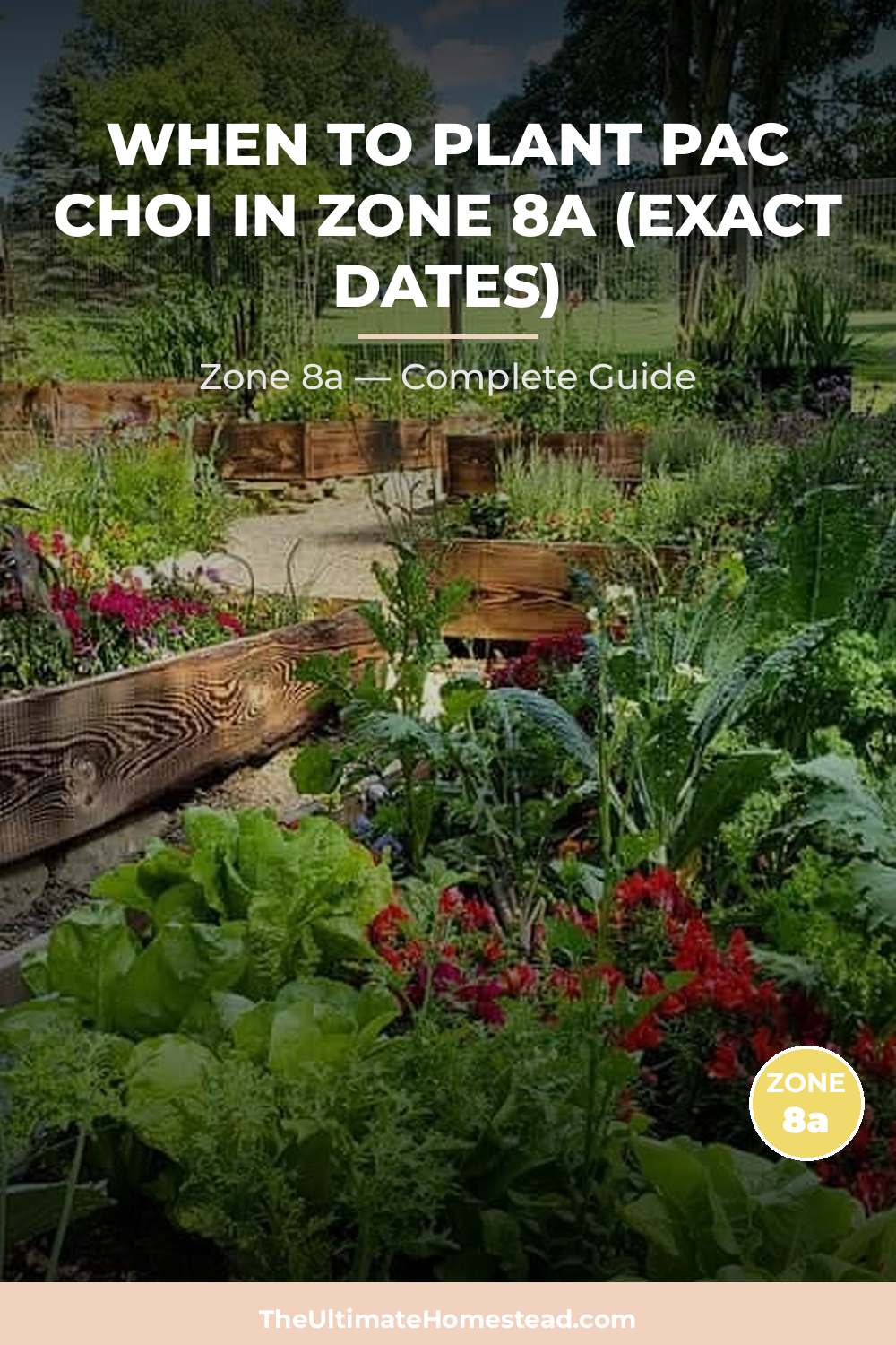 When to Plant Pac Choi in Zone 8a