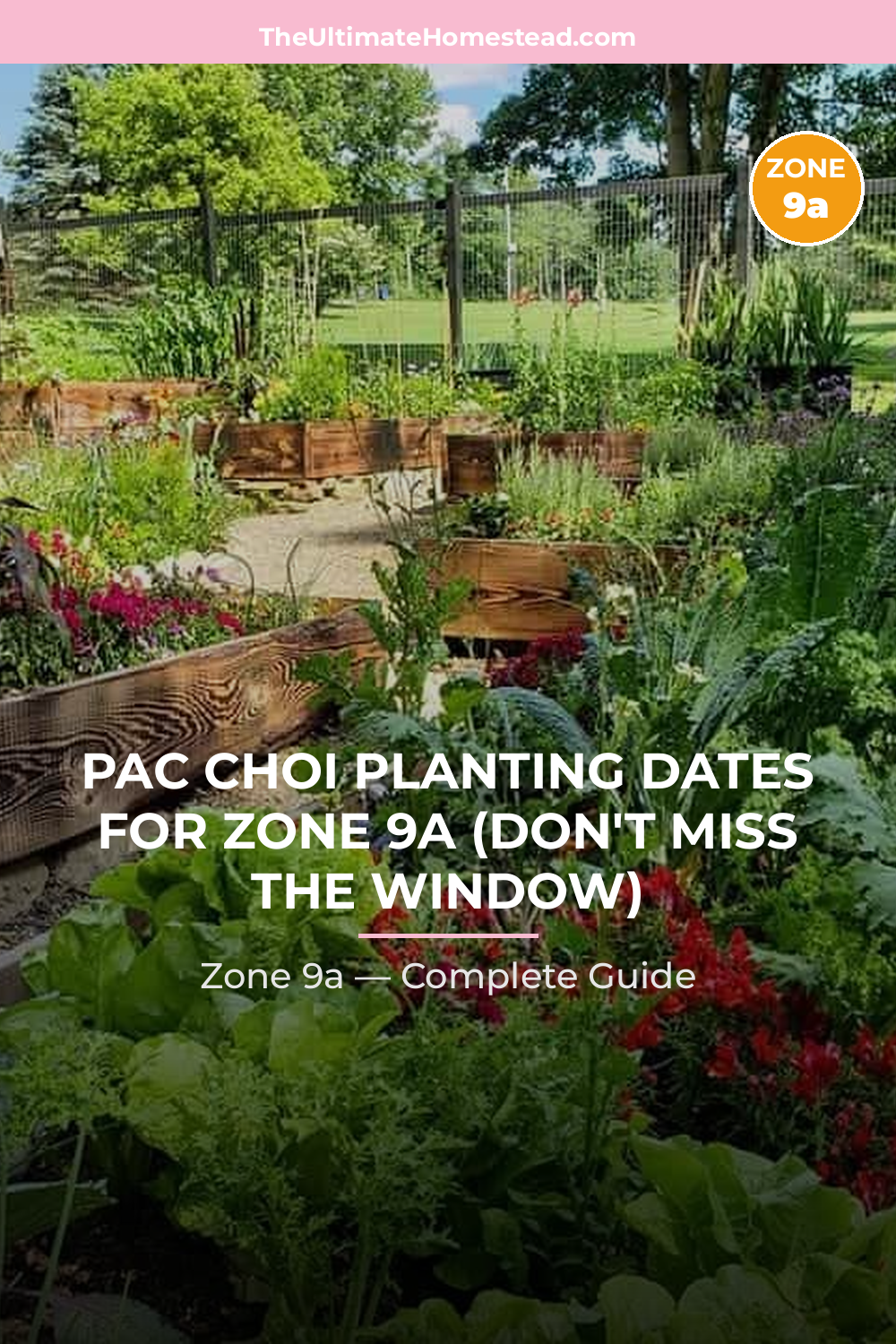 When to Plant Pac Choi in Zone 9a