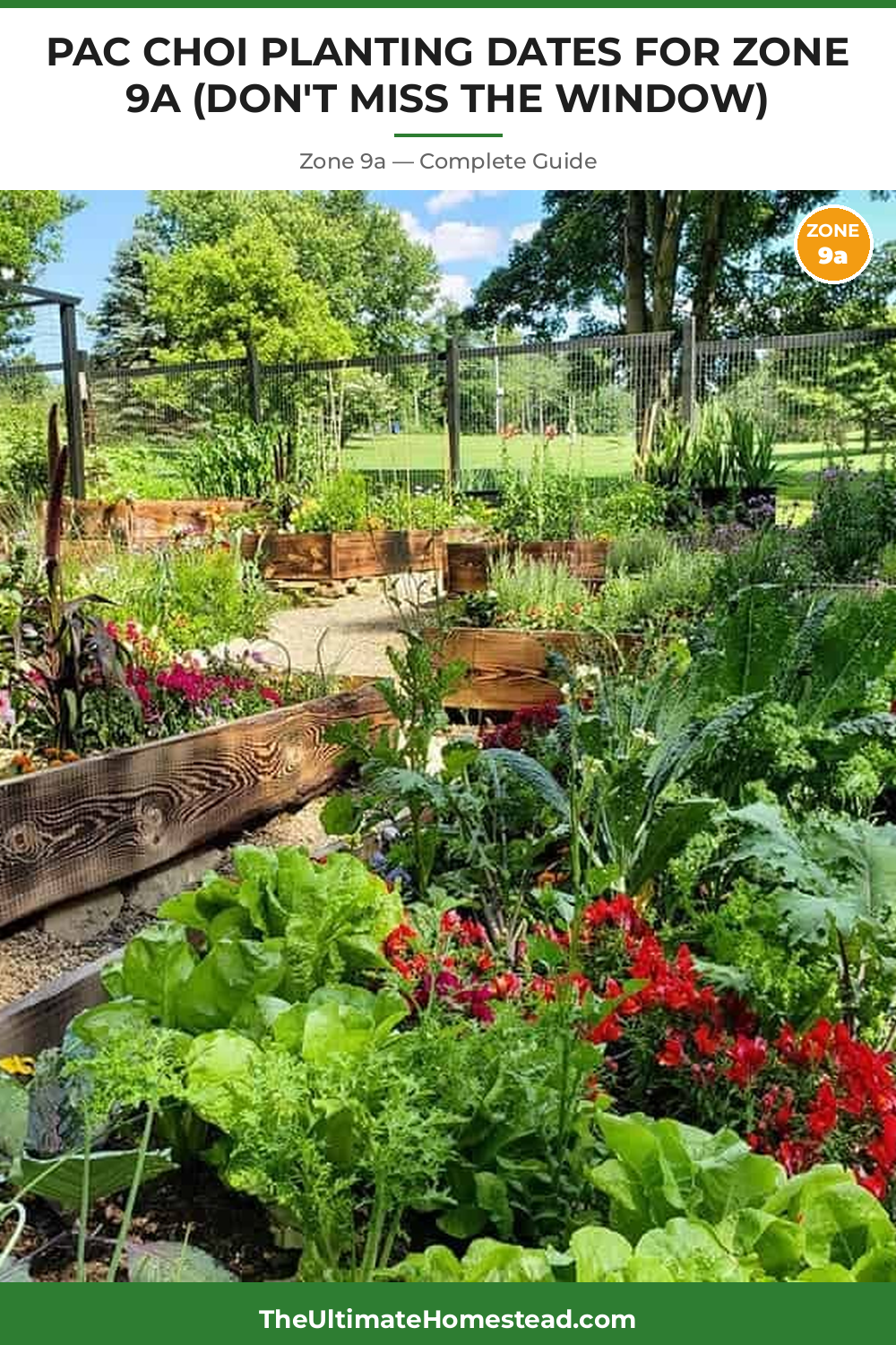 When to Plant Pac Choi in Zone 9a