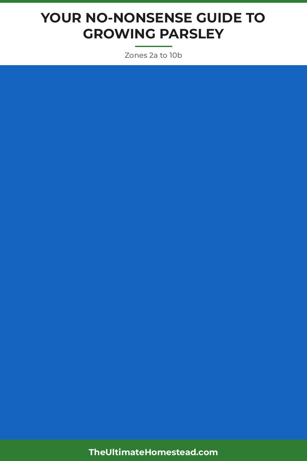 Parsley Planting Guide