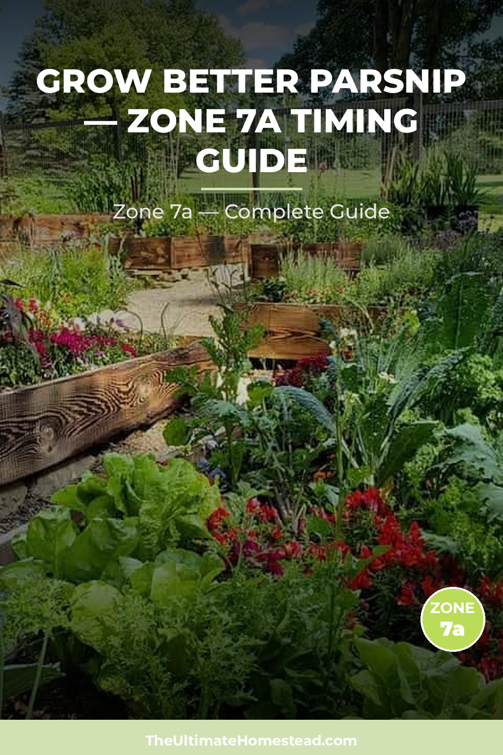 When to Plant Parsnip in Zone 7a