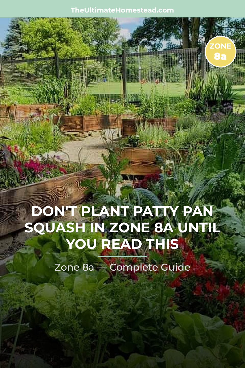 When to Plant Patty Pan Squash in Zone 8a