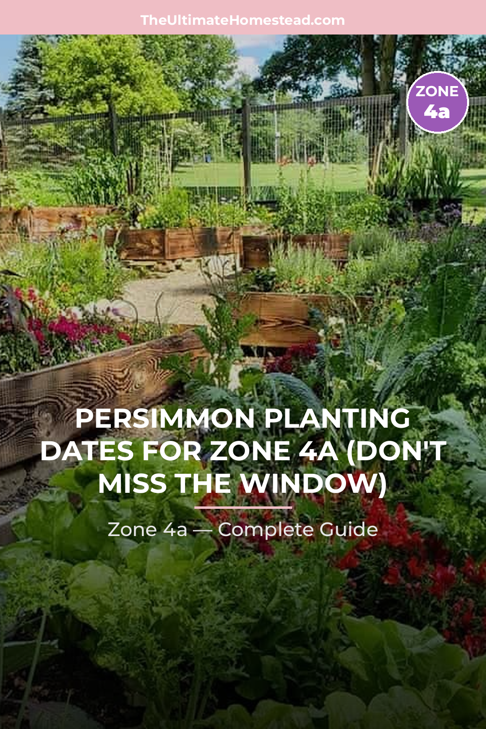 When to Plant Persimmon in Zone 4a