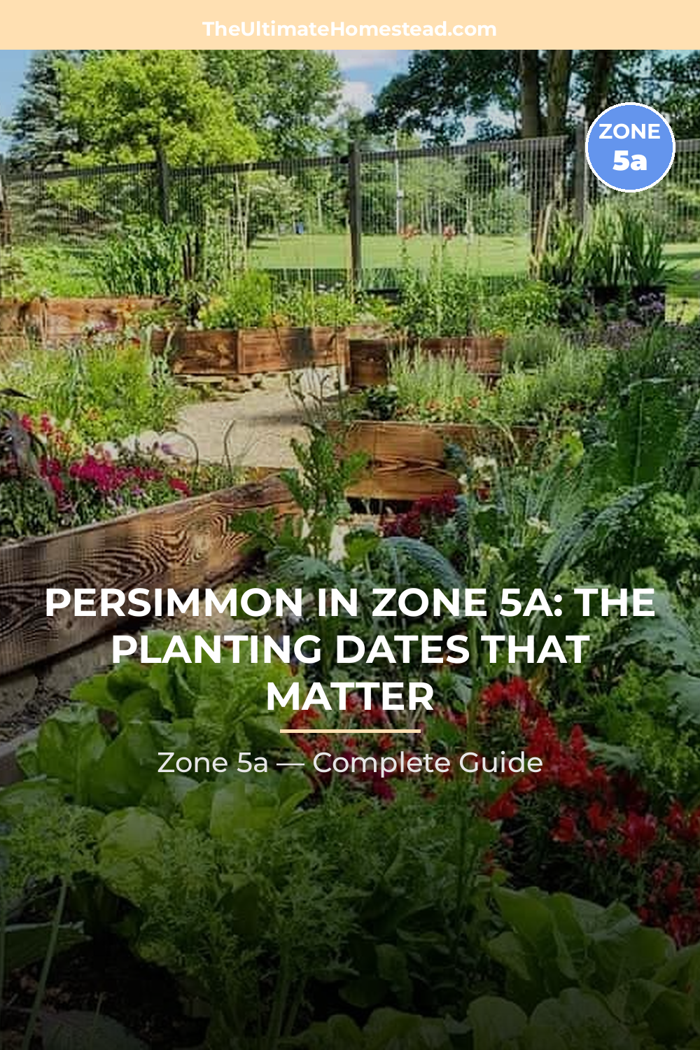 When to Plant Persimmon in Zone 5a