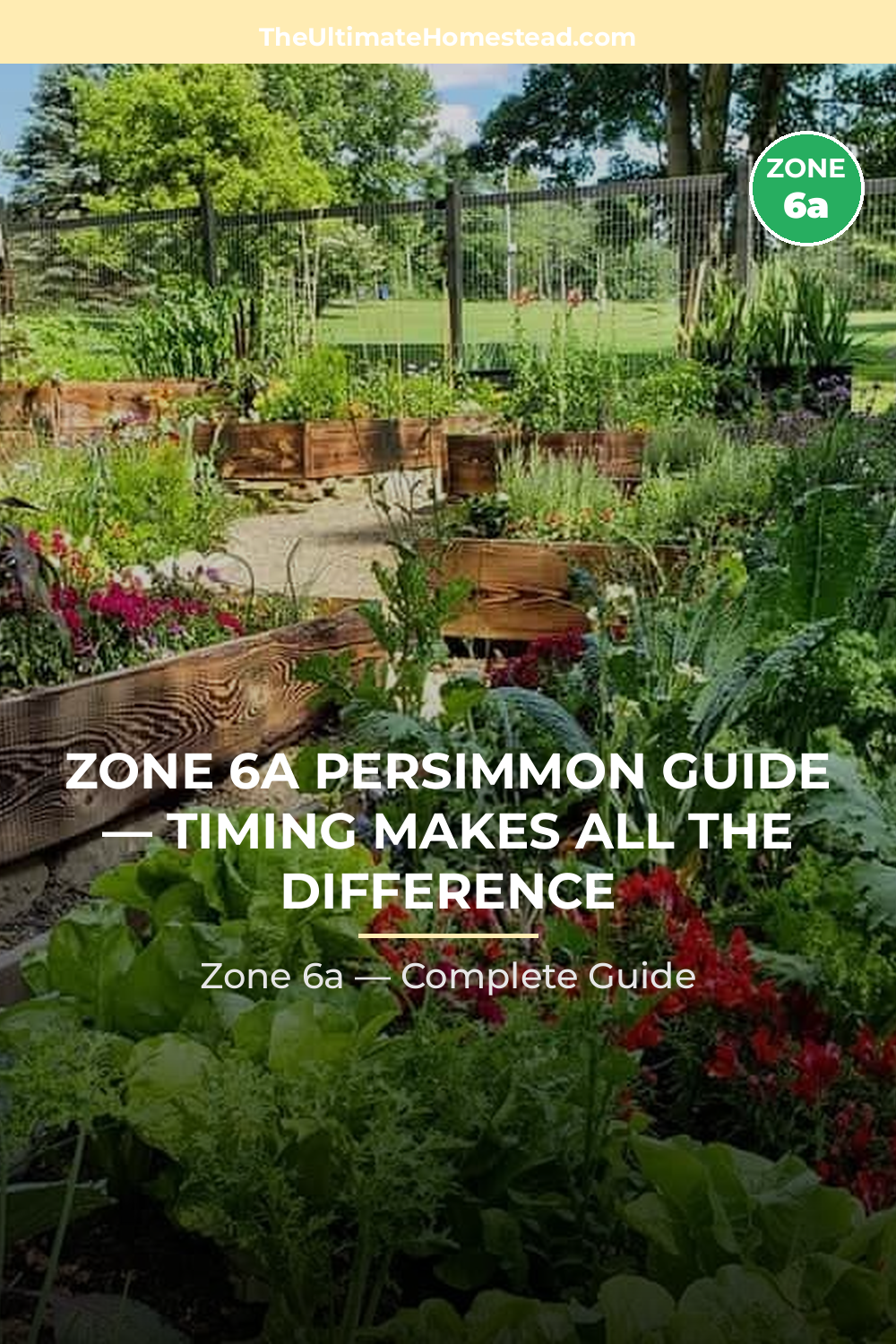 When to Plant Persimmon in Zone 6a