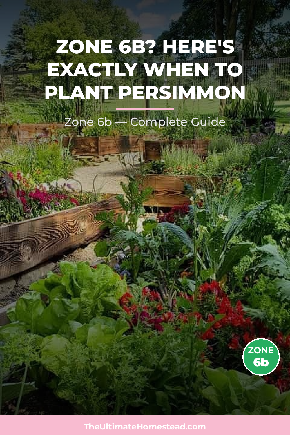 When to Plant Persimmon in Zone 6b