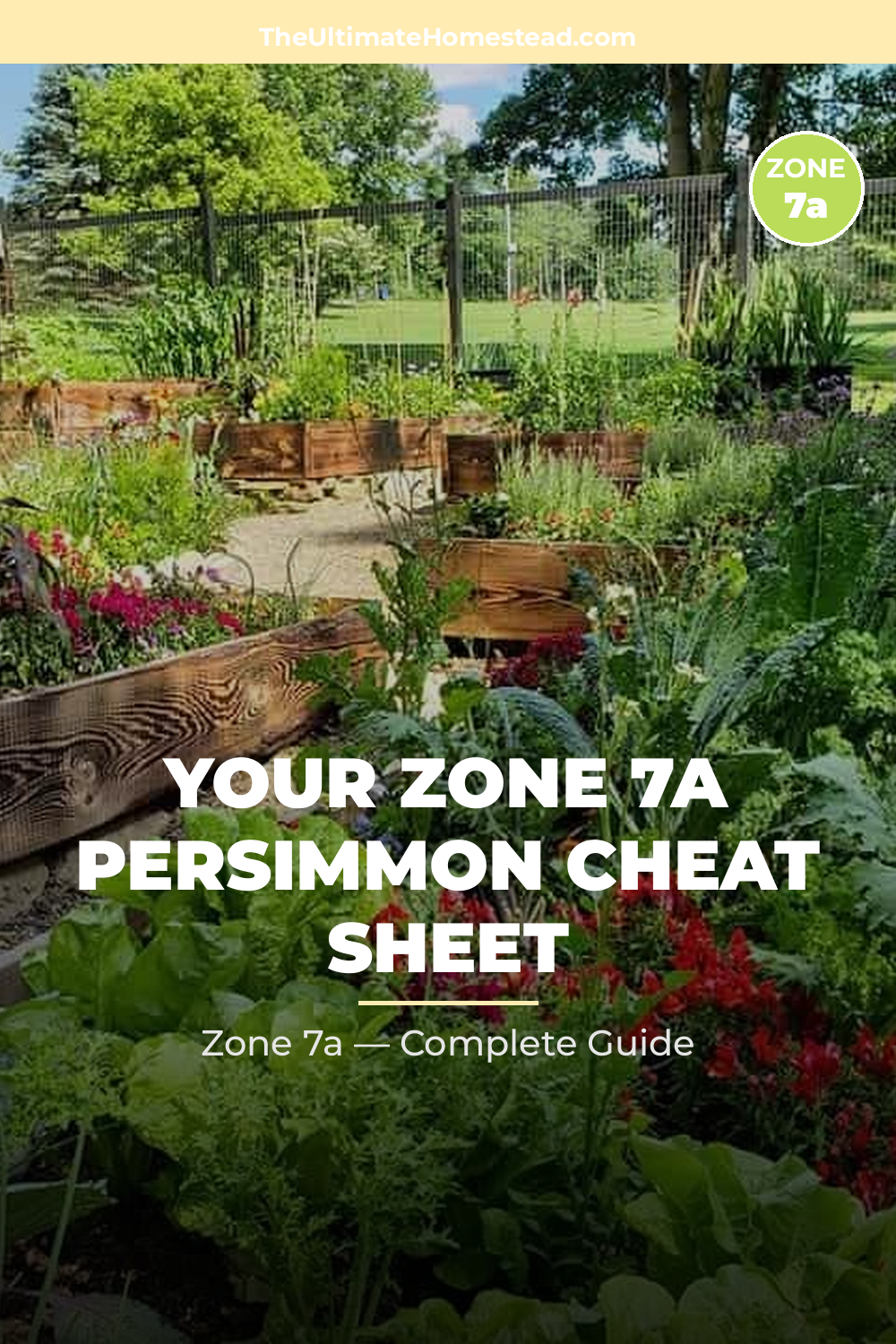 When to Plant Persimmon in Zone 7a