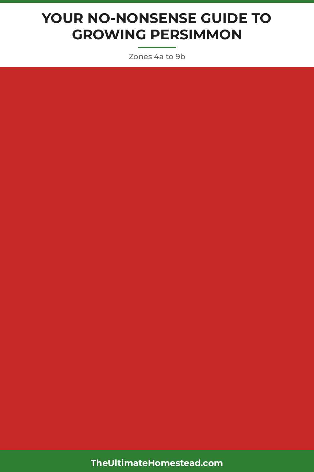 Persimmon Planting Guide