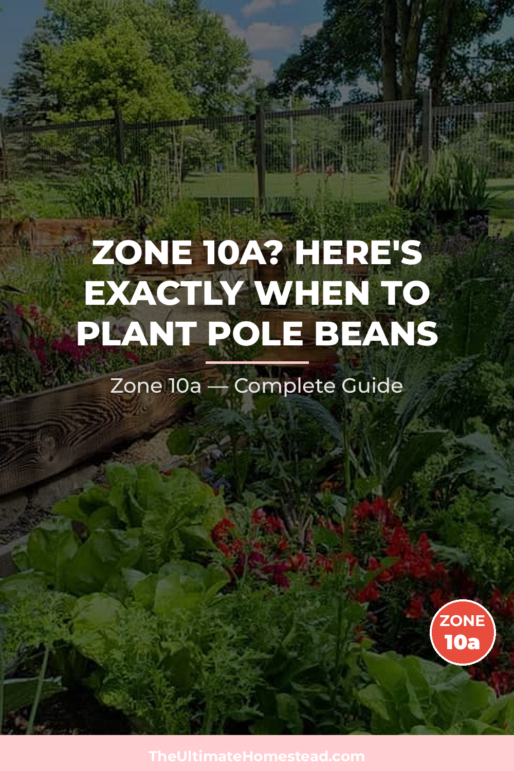 When to Plant Pole Beans in Zone 10a