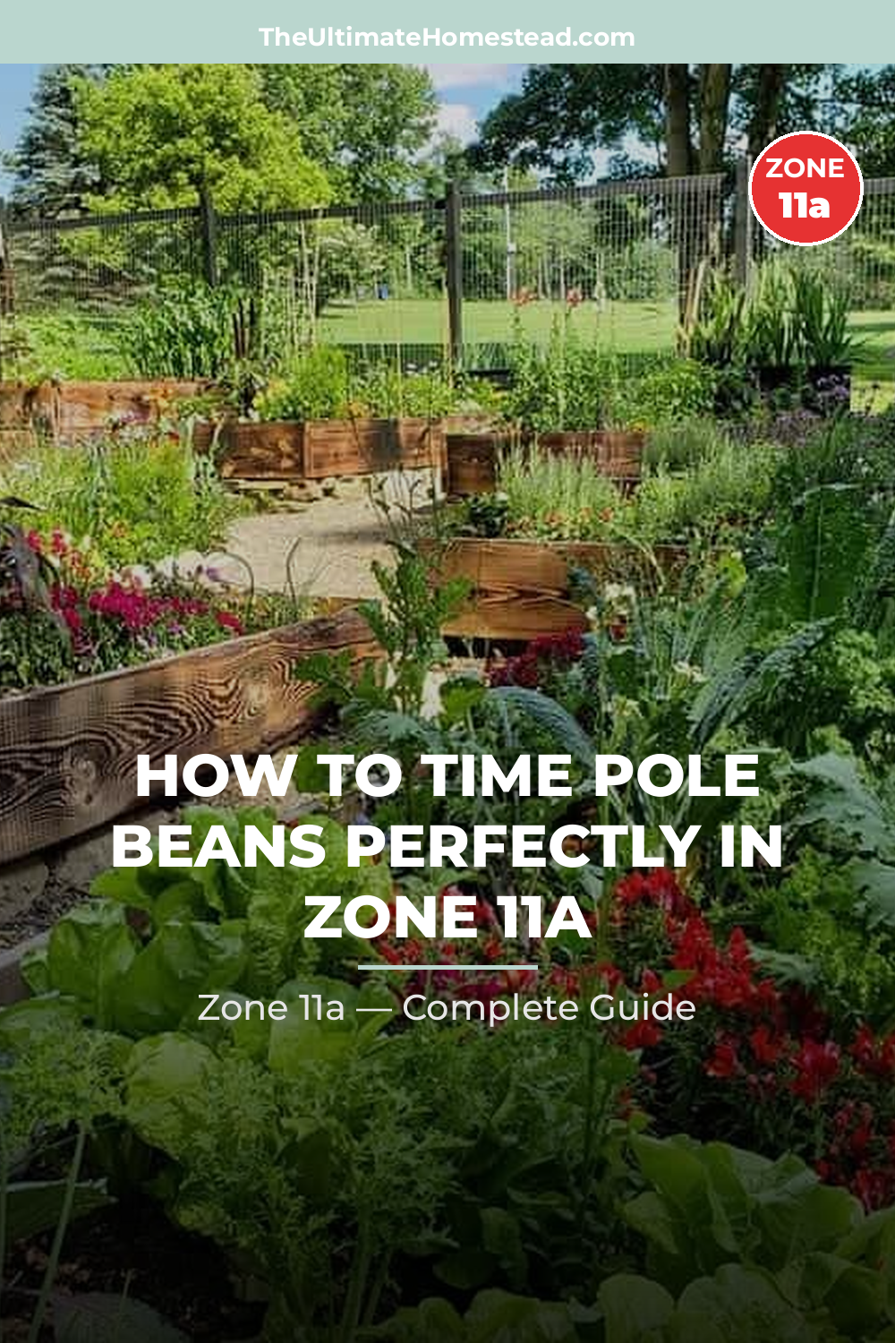 When to Plant Pole Beans in Zone 11a