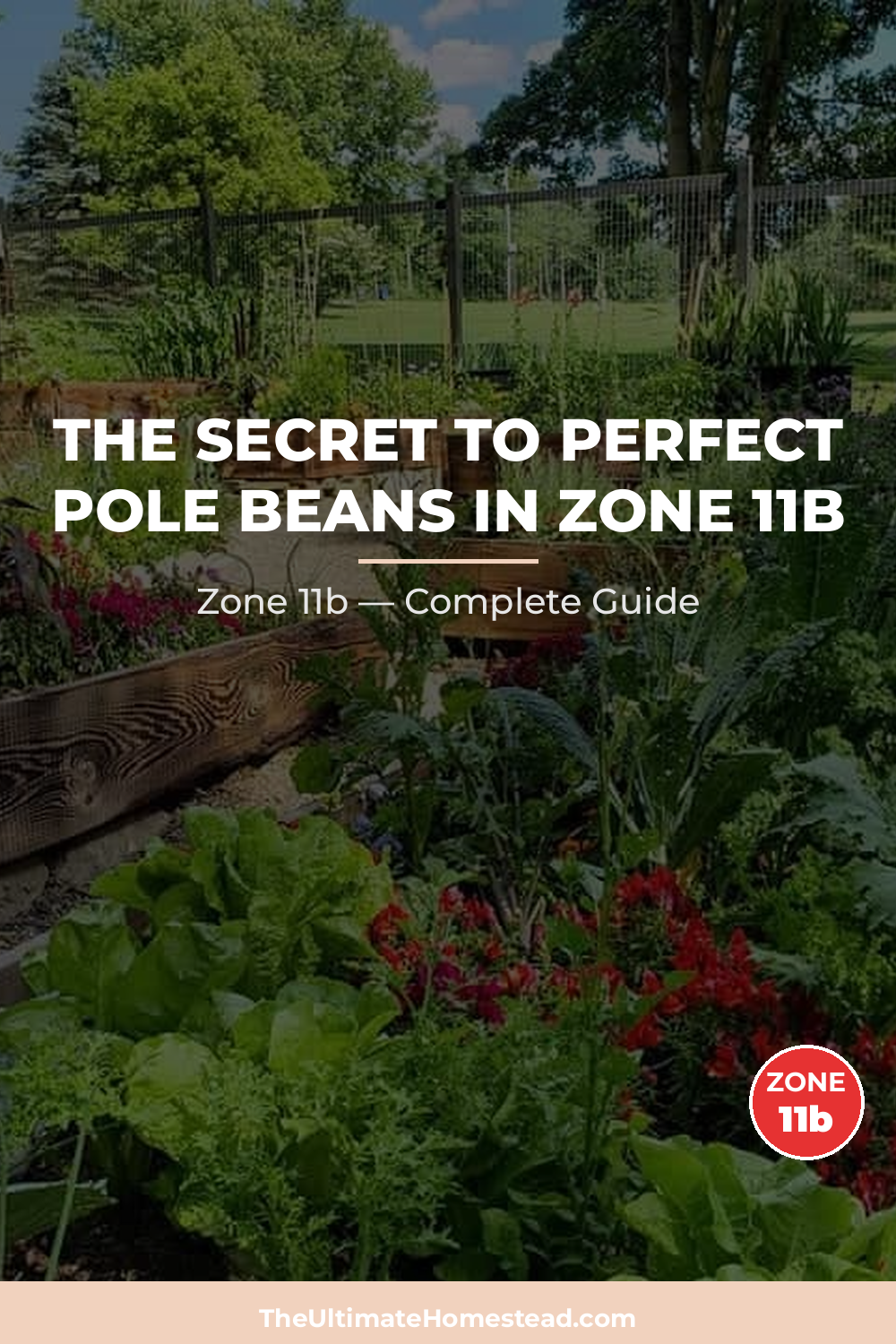 When to Plant Pole Beans in Zone 11b
