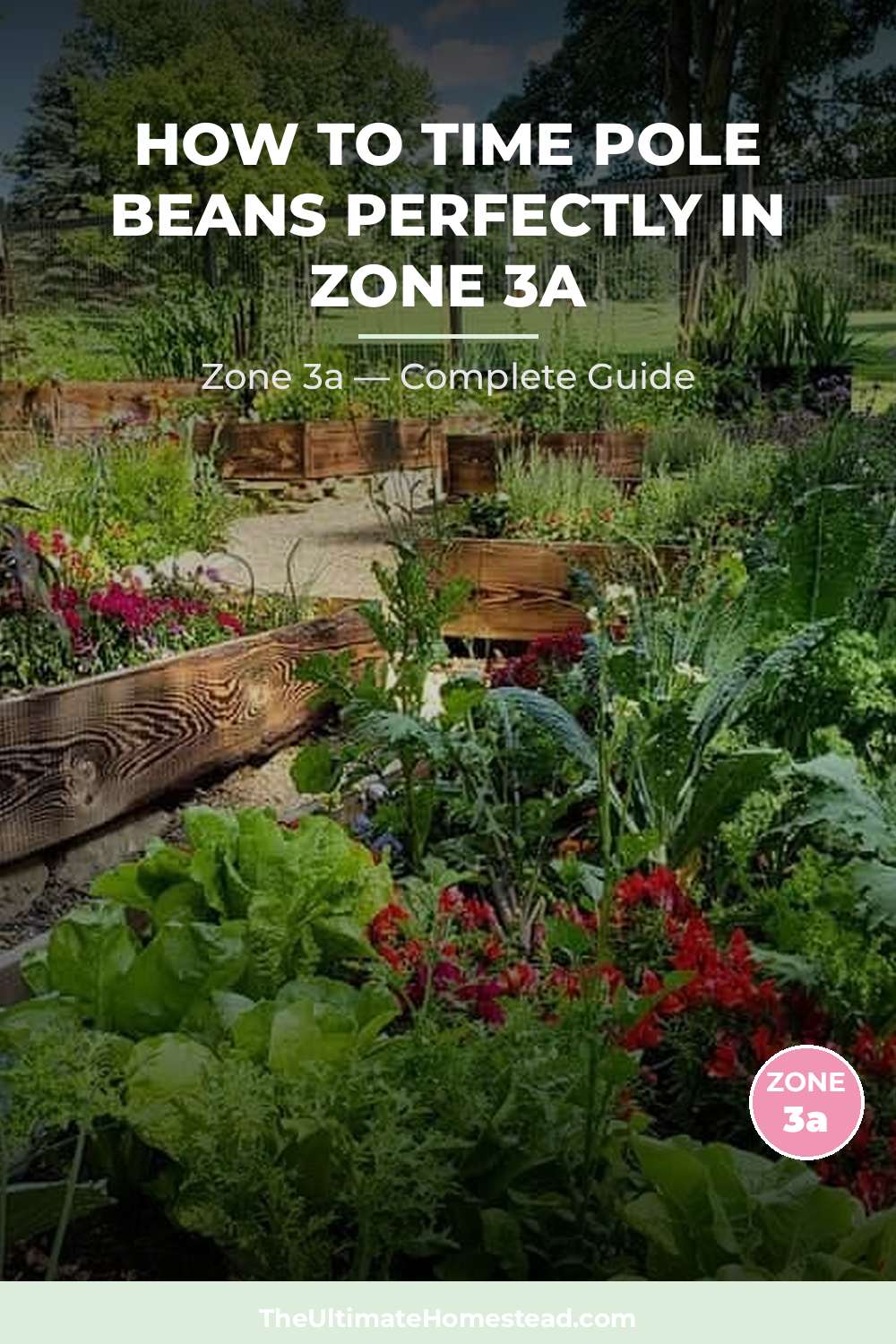 When to Plant Pole Beans in Zone 3a