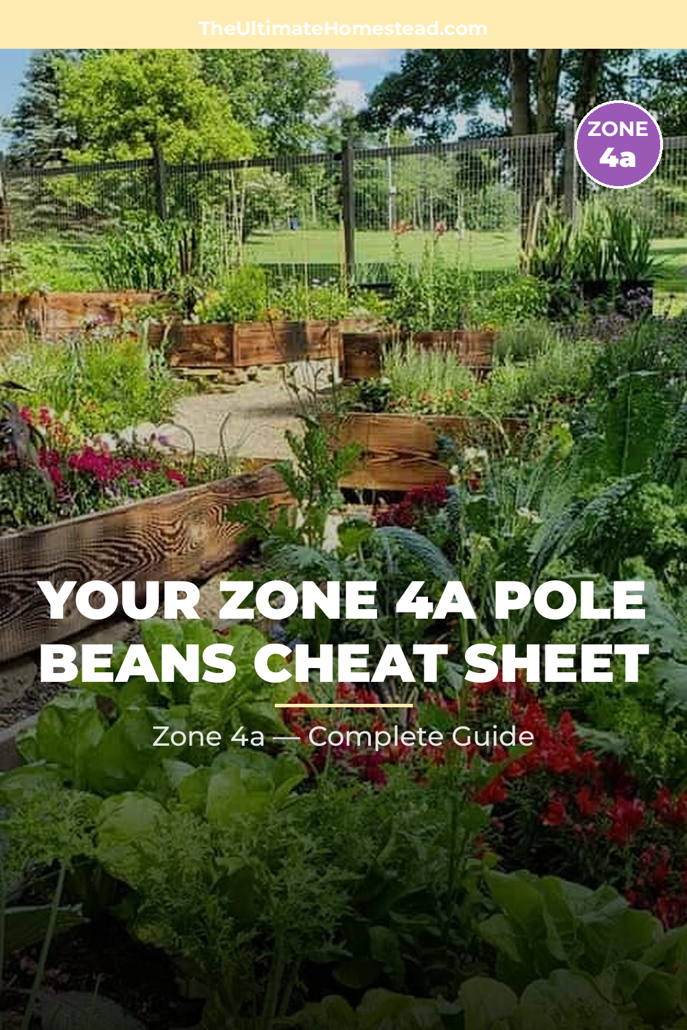 When to Plant Pole Beans in Zone 4a