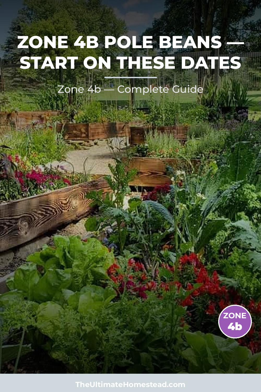 When to Plant Pole Beans in Zone 4b