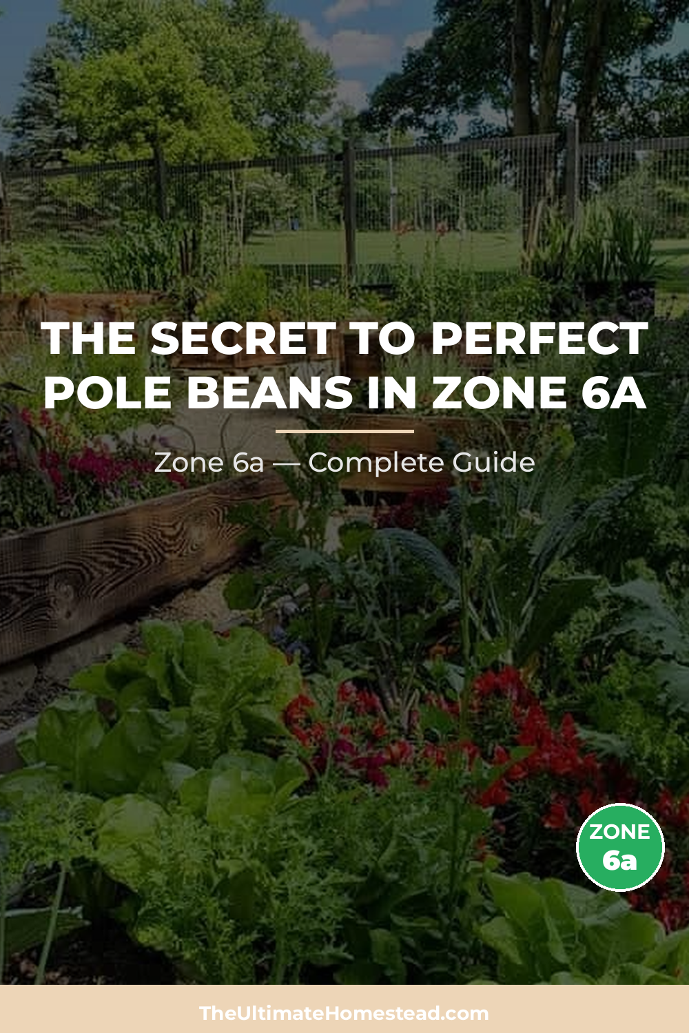 When to Plant Pole Beans in Zone 6a