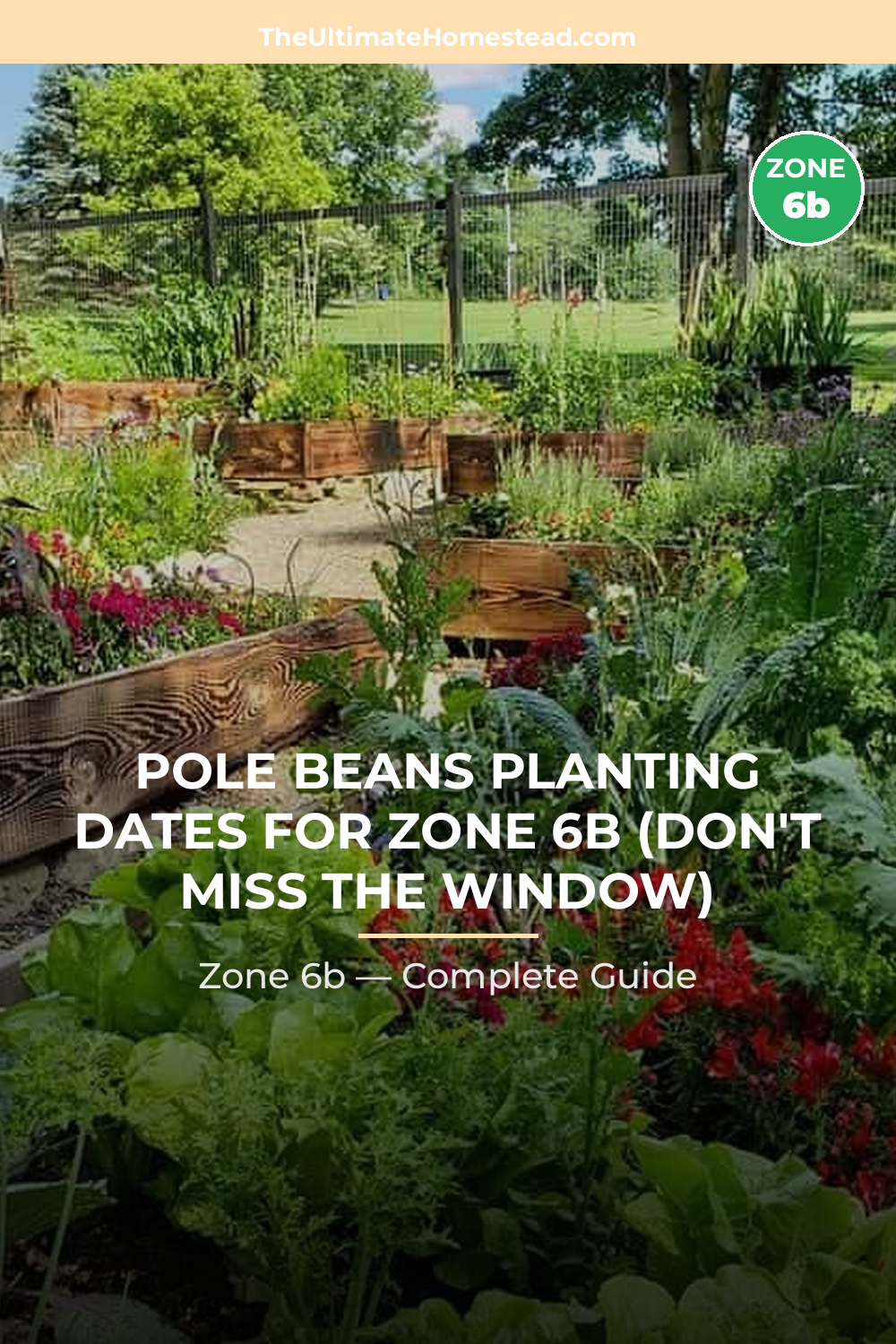 When to Plant Pole Beans in Zone 6b