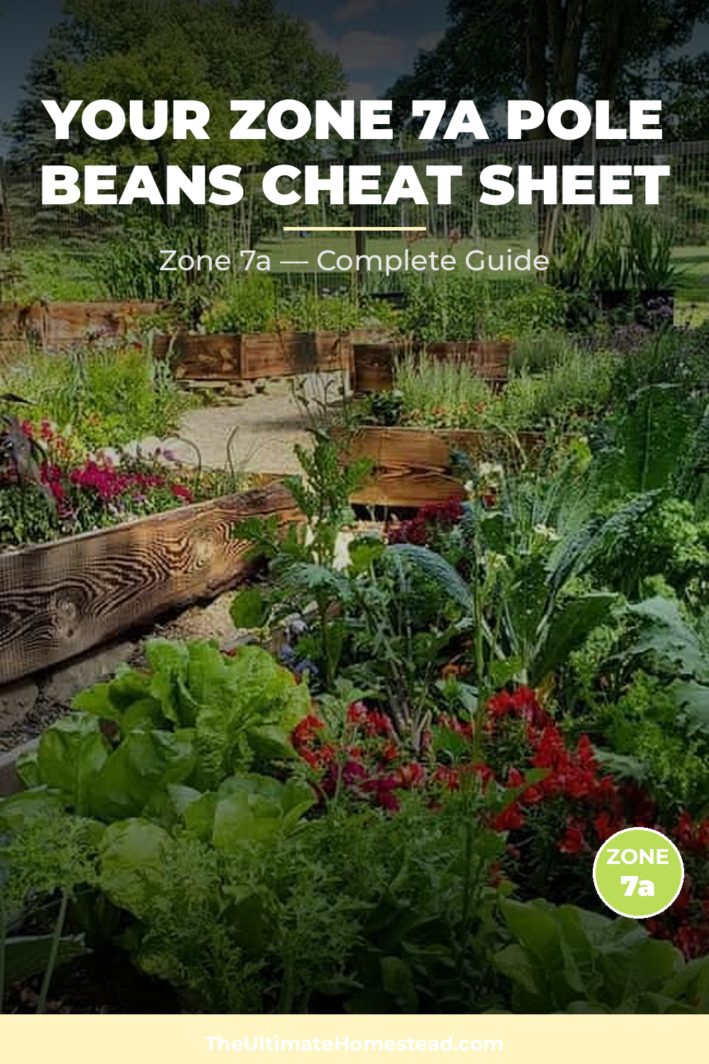 When to Plant Pole Beans in Zone 7a