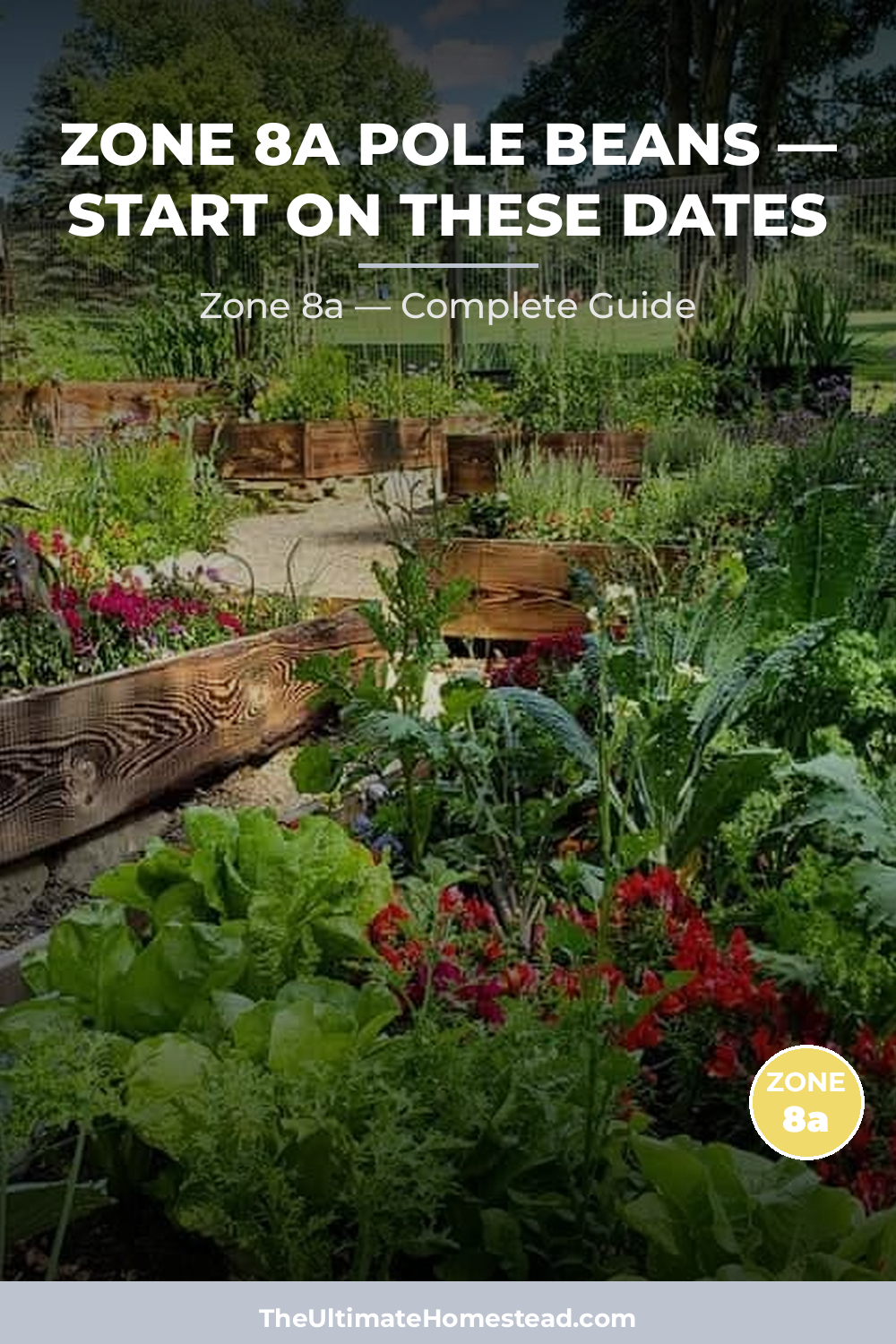 When to Plant Pole Beans in Zone 8a