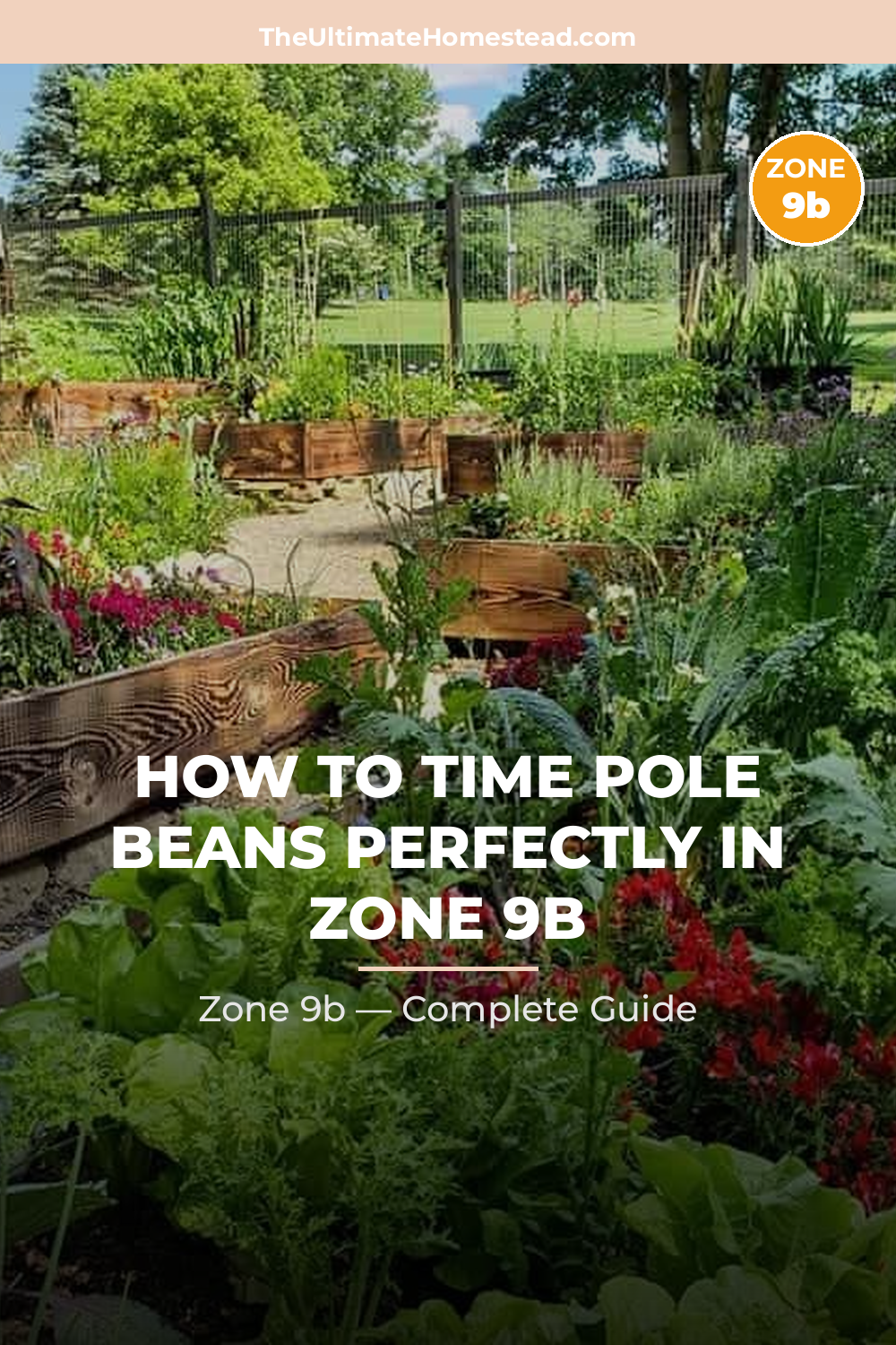 When to Plant Pole Beans in Zone 9b