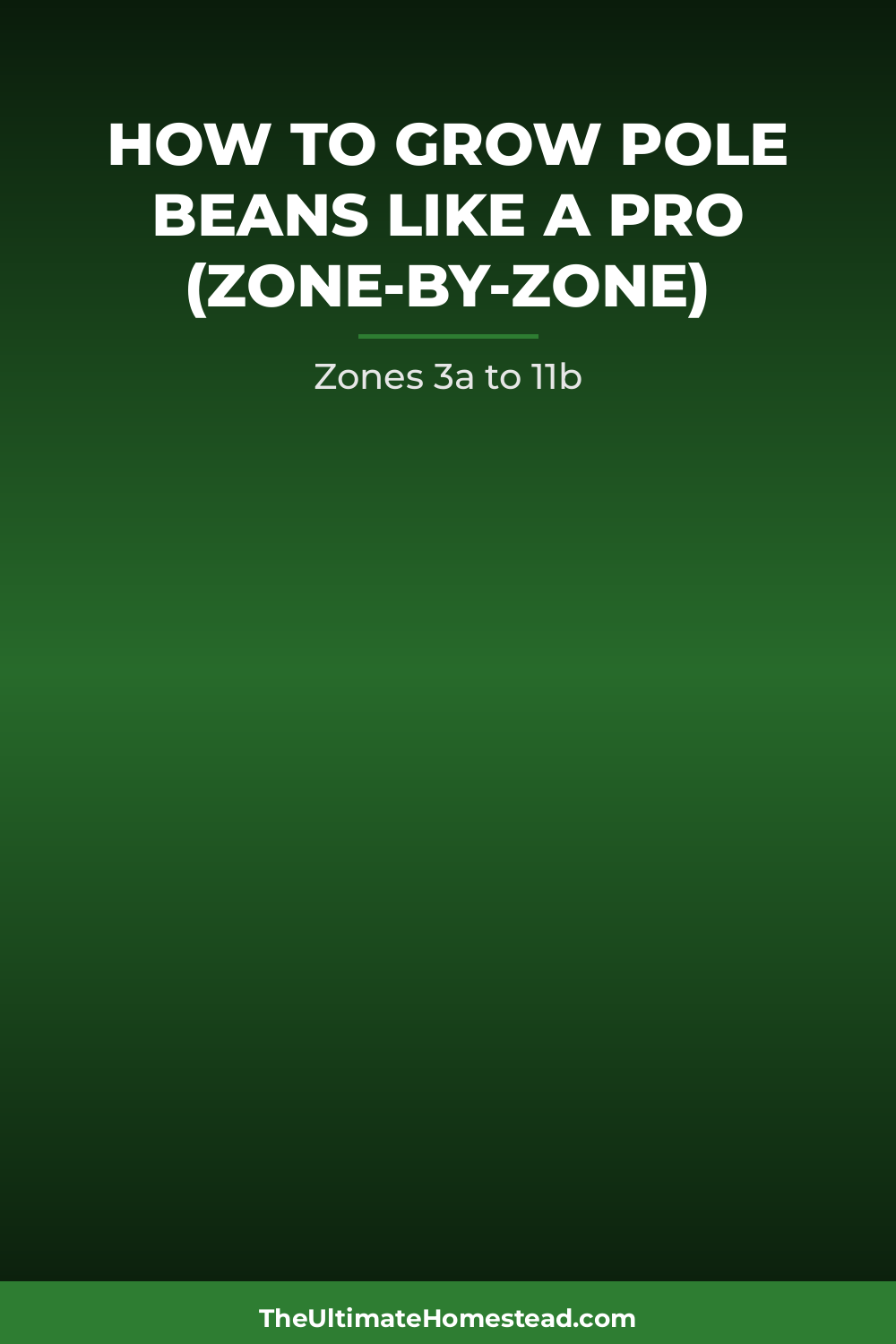 Pole Beans Planting Guide