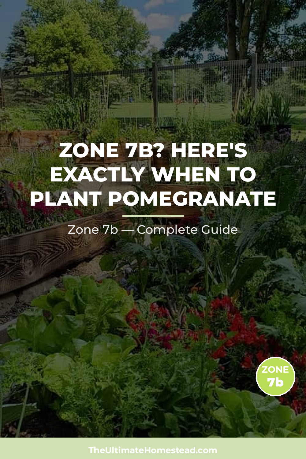 When to Plant Pomegranate in Zone 7b
