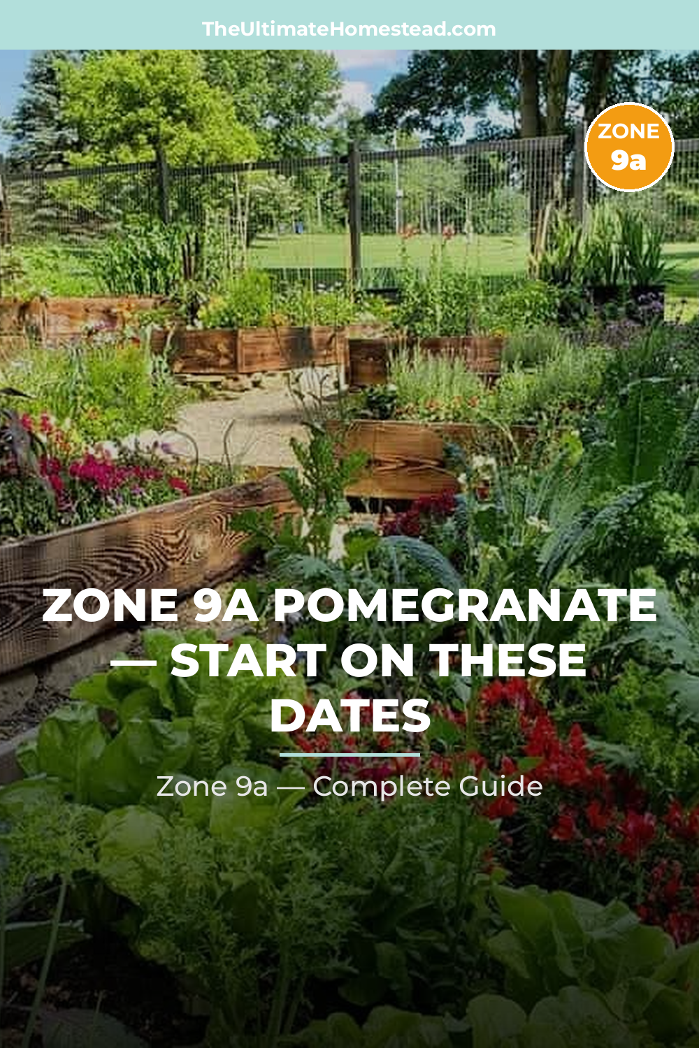 When to Plant Pomegranate in Zone 9a