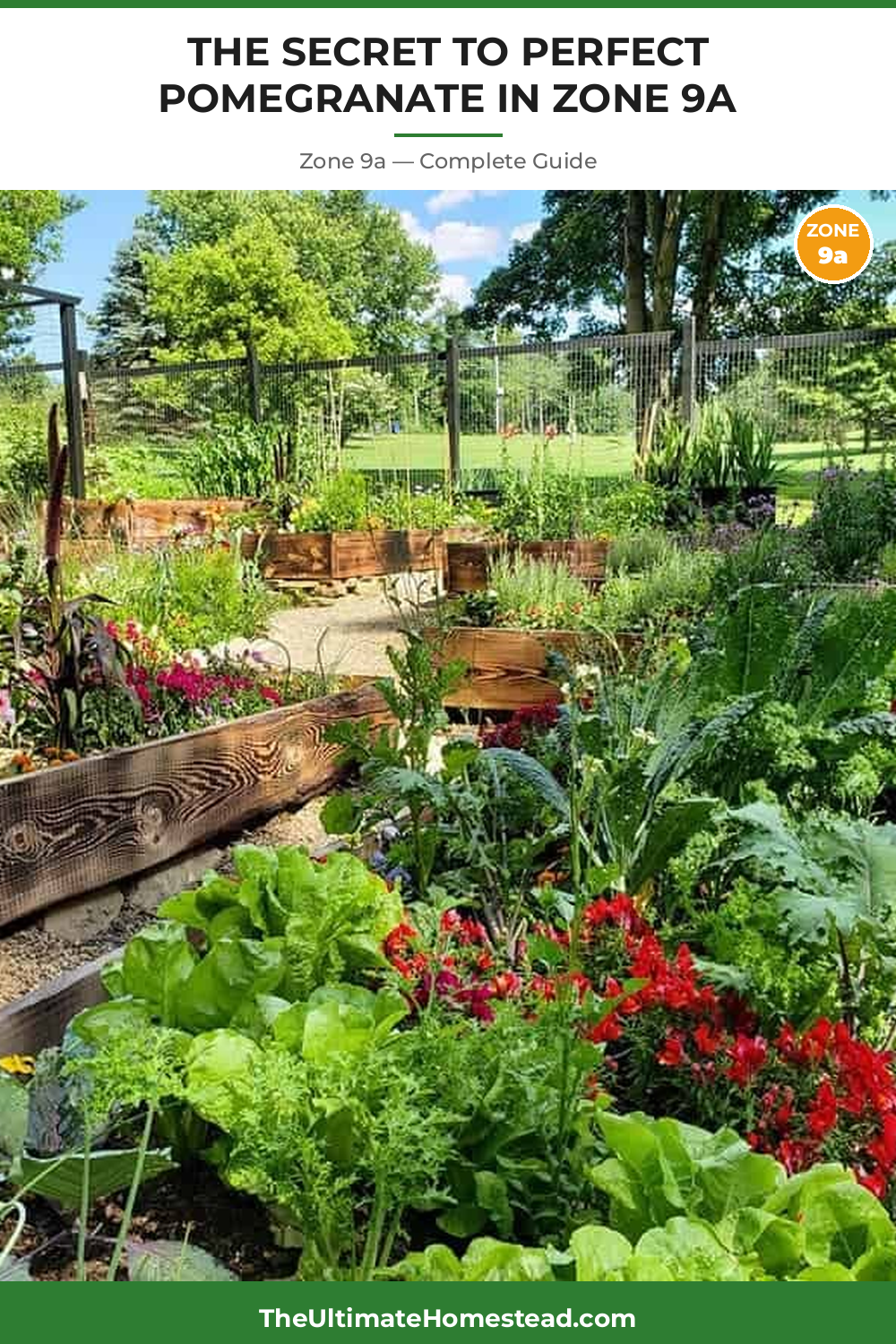 When to Plant Pomegranate in Zone 9a