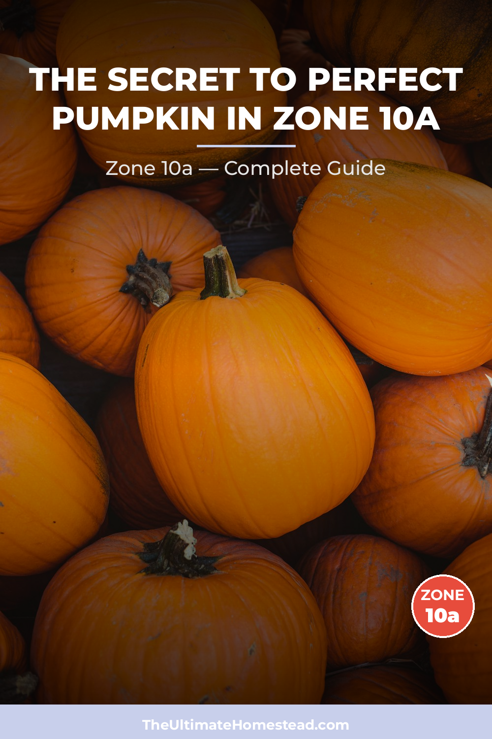 When to Plant Pumpkin in Zone 10a